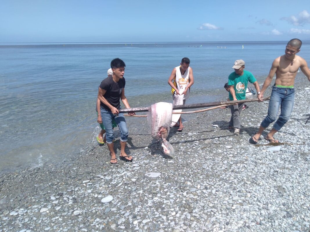 March 4 DXKS news- OARFISH NGA NADAGSA SA TINAGO, MALIMONO GILUBONG NA2