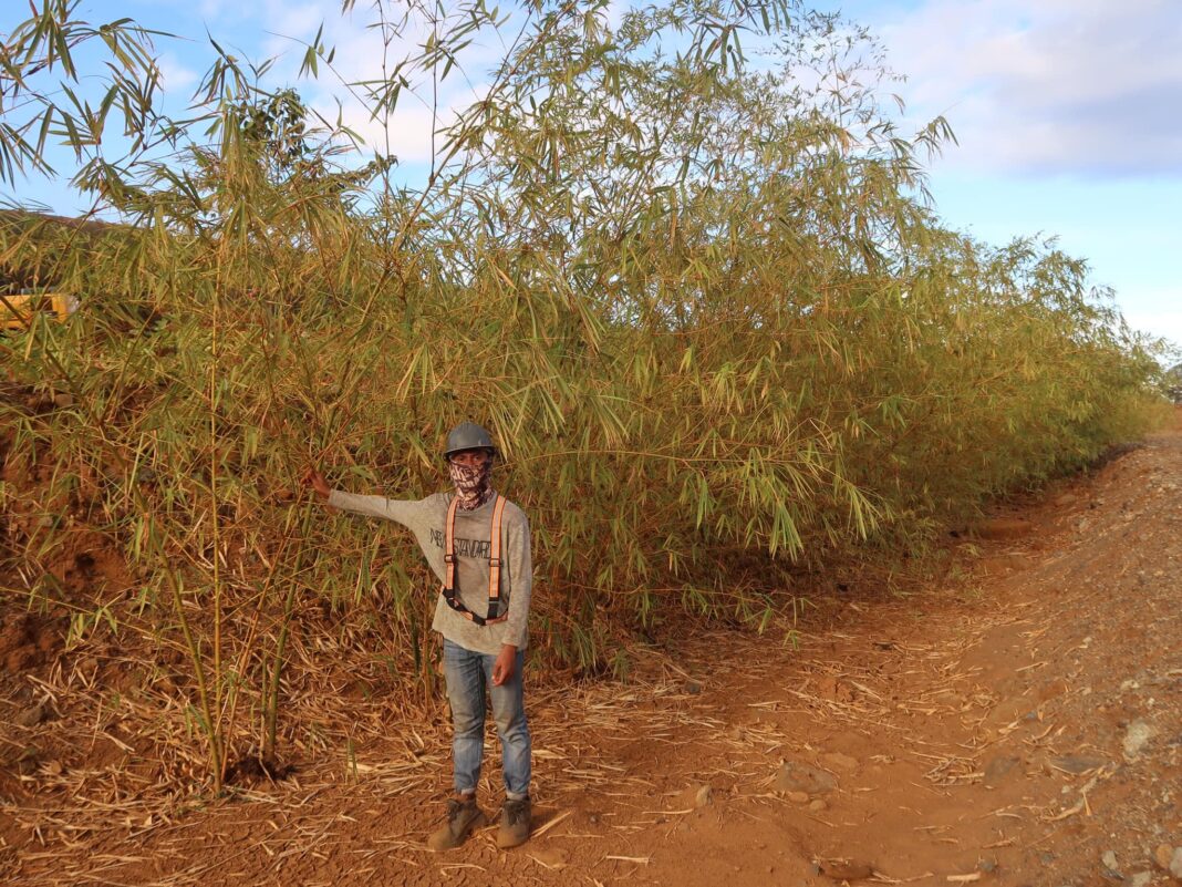 Oct 1 DXKS news-WORLD BAMBOO DAY.4