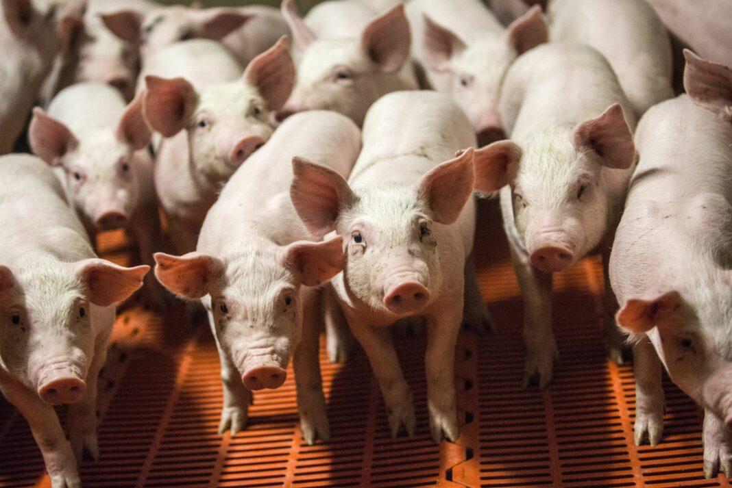 Government setting up special transport lanes for pork
