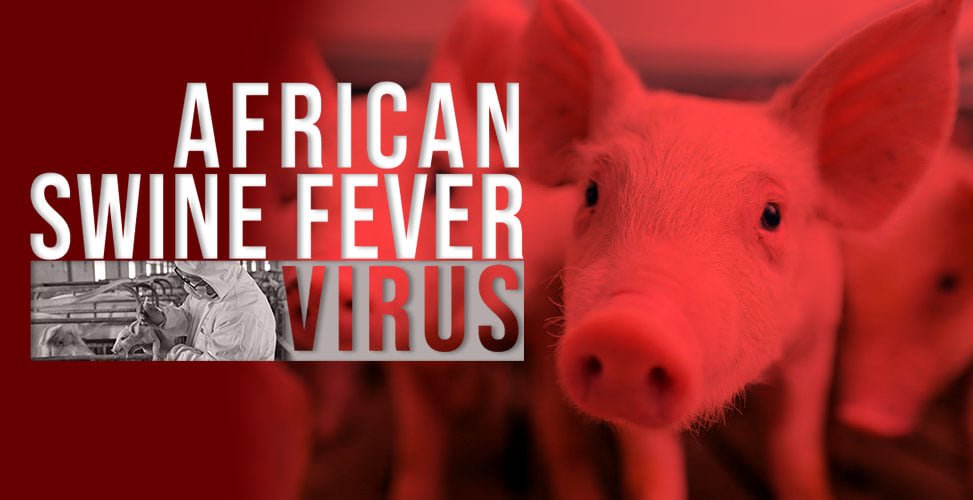 April 30 DXKS news-African Swine Fever Virus hugtanon nga gibantayan sa City Veterinary Office!