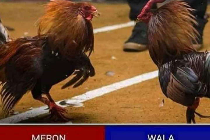 City dad eyes online cockfighting as added revenue measure