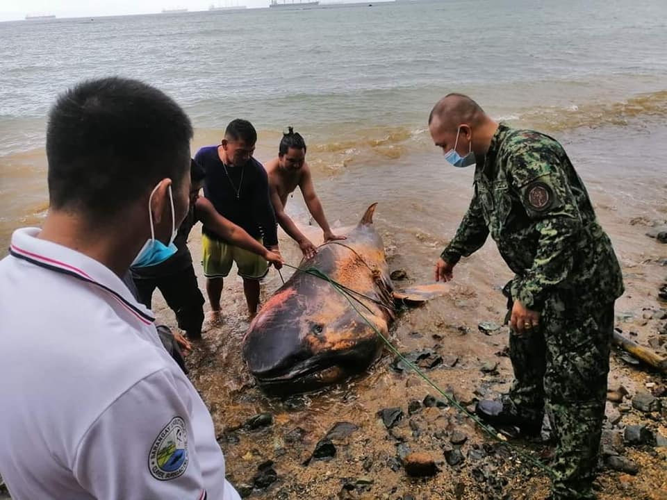 May 17 DXKS news-SHARK FOUND DEAD IN URBIZTONDO, CLAVER, SURIGAO DEL NORTE1