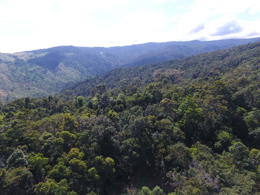 DENR eyes tighter regulation of online chainsaw trading