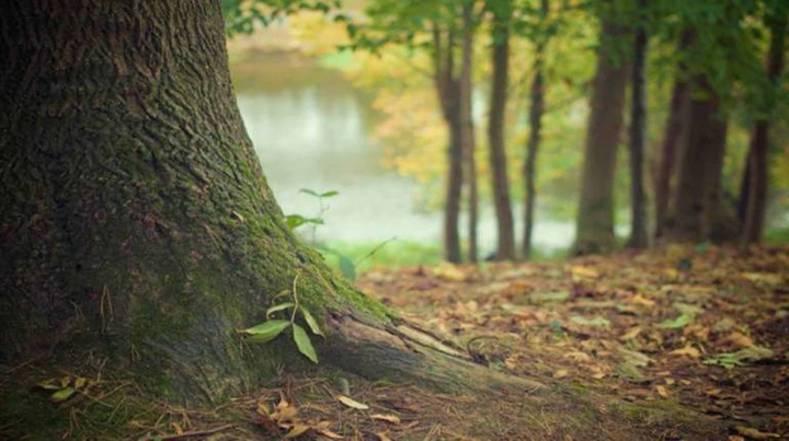 How would planting 8 billion trees every year for 20 years affect Earth’s climate?