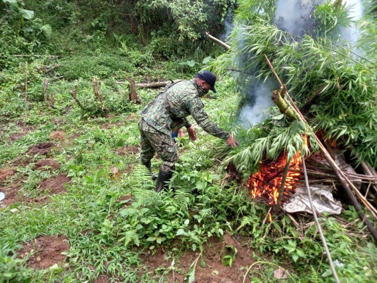 Baguio: Cops Destroy P3.4M Worth of Marijuana In Benguet - Radio ...