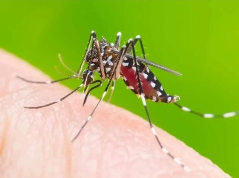 Davao: 6 na ang patay sa Dengue Davao Region simula Enero ngayong taon