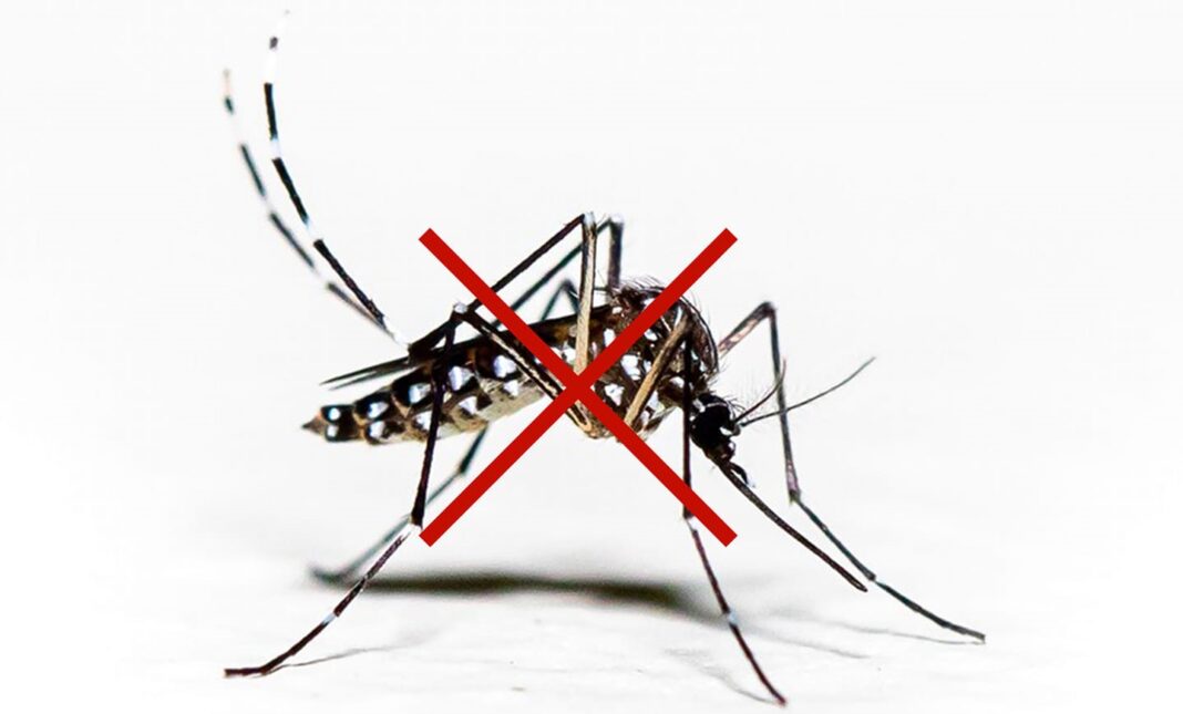 dengue