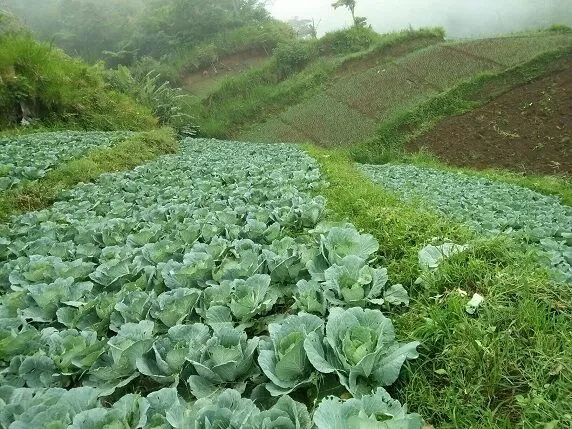 farmers-Pagadian city1