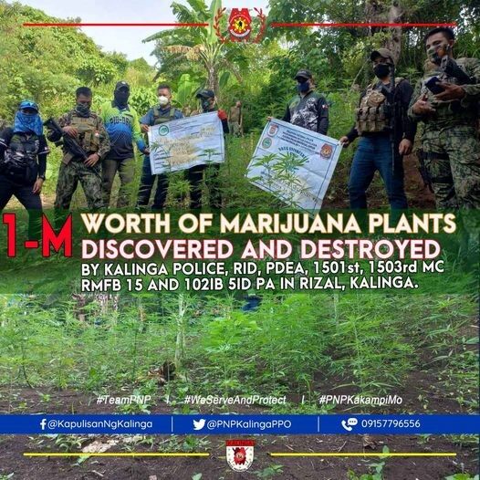 marijuana plantation-Kalinga province
