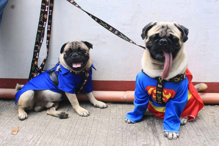 Superhero pets fashion show_CDO