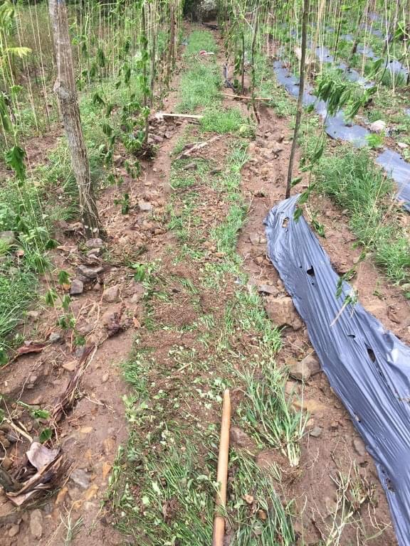 agricultural crops destroyed by TS Paeng