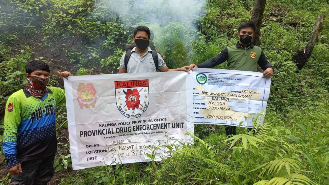marijuana plant farm-discovered-Kalinga
