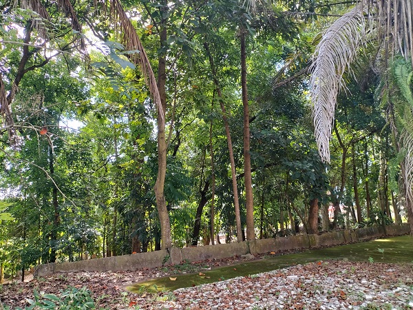 trees near bishop house