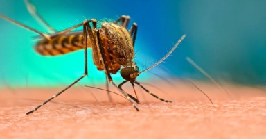 Bag-ong 6 ka kaso sa Chikungunya