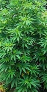 Natagpuan plantasyon ng Marijuana na nagkakahalaga ng P2.5-M, binunot sa Kibungan, Benguet