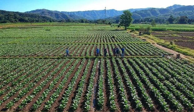 Tobacco farm workers-Ilocos Norte