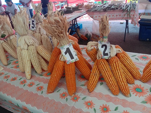 Farmers festival-Batac