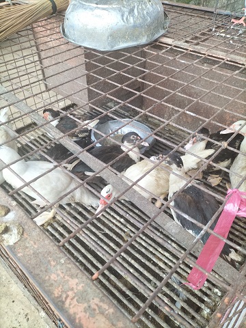 duck-penoy