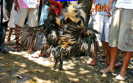 illegal cockfighting-Baao