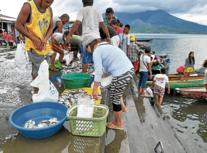 tilapia supply-Buhi,CamSur