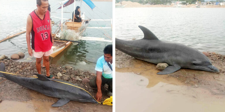 Dolphin found dead at Sagay marine sanctuary