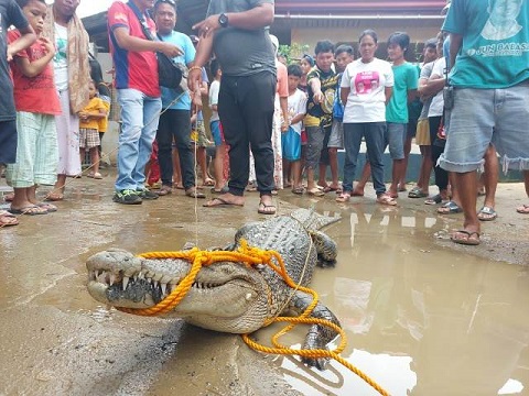 rescue ops of croc trapped in fish pen