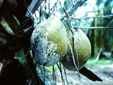 Bacolod: Cocolisap infestation hits 5K coconut trees