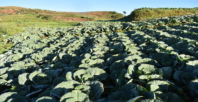 damage on agricultural sector in Cordillera region