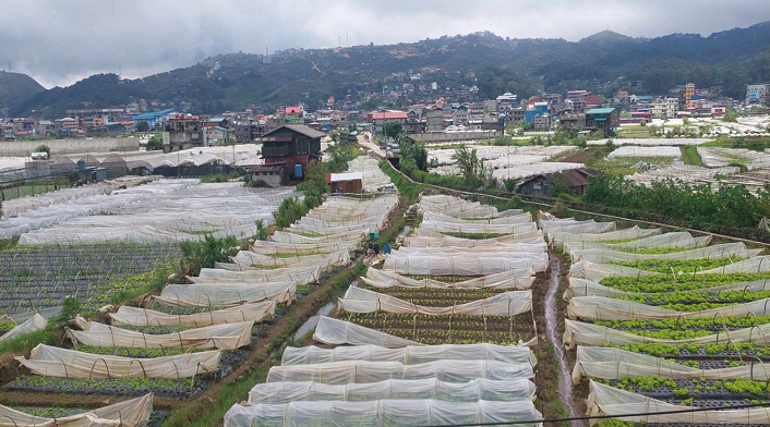 greenhouse farmers replanting crops