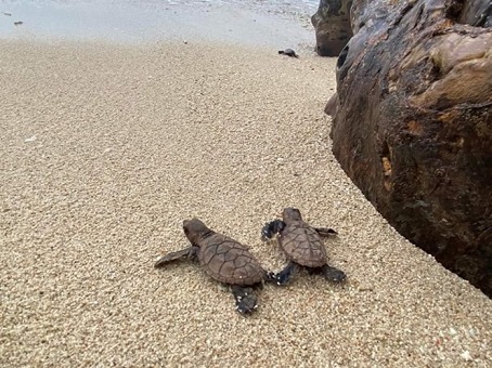 sea turtles