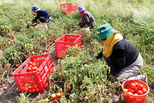 tomato growers