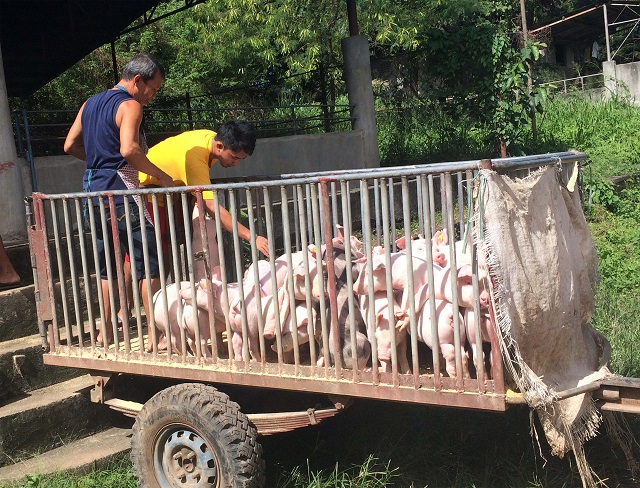 Bacolod: PVO eyes starting swine repopulation next year