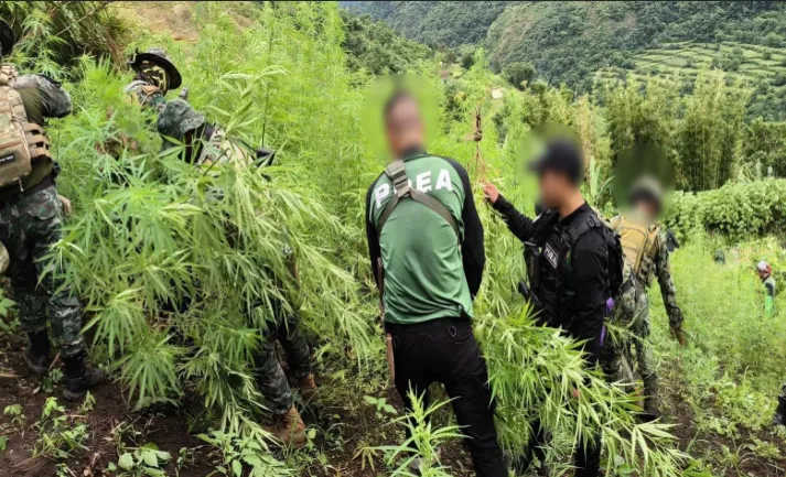 Baguio: Philippine Drug Enforcement Agency sinira ang 18.3 milyong pisong halaga ng tanim na Marijuana sa Kalinga