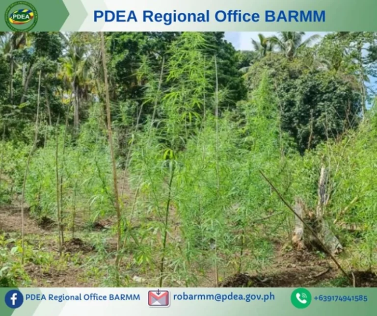 Zamboanga: Plantacion de marijuana ya destrosa