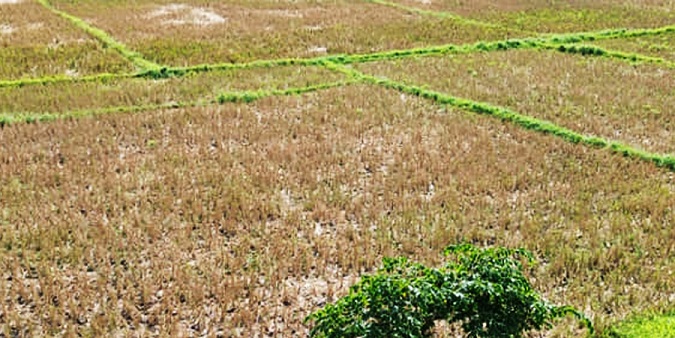Bacolod: Drought damage to Negros Occ agri valued at P97.7M