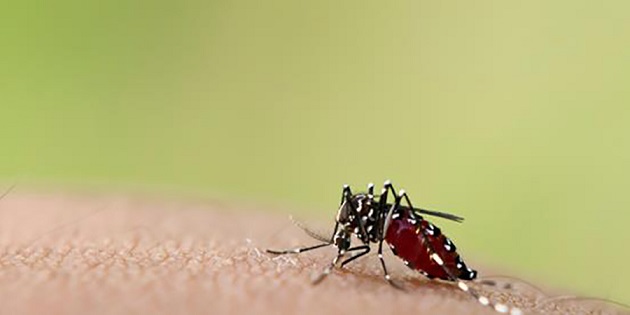 Bacolod: NegOcc logs 250 dengue cases in three months