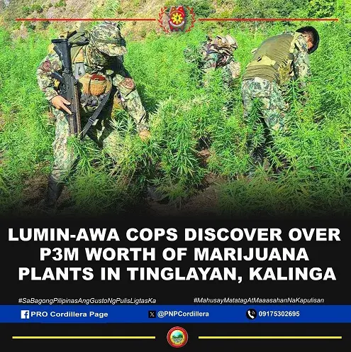 Lumin-awa cops discover over P3M worth of marijuana plantation in Tinglayan, Kalinga