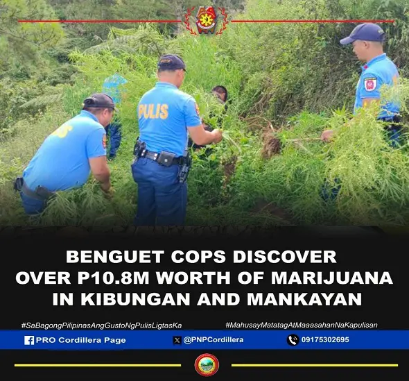 P10.8M worth of marijuana discovered in Mankayan and Kibungan