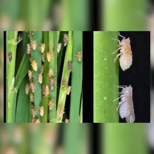Pest infestation