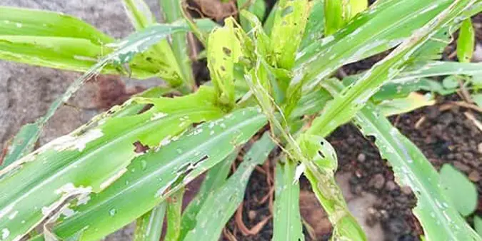 armyworms attack
