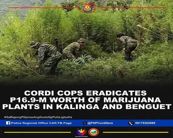 Pulis Cordillera pinuksa ang P16.9M halaga ng tanim na marijuana sa Kalinga at Benguet
