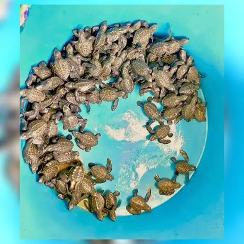 Turtle Hatchings