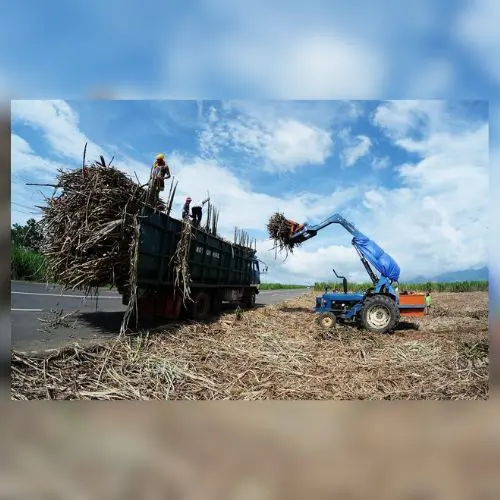 sugarcane farm