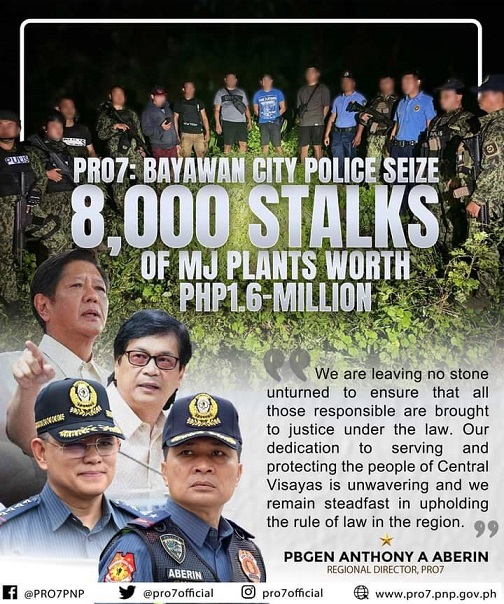 8k stalks of marijuana worth of P1.6M seized by Bayawan police