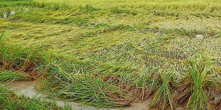 296m damaged crops, fisheries