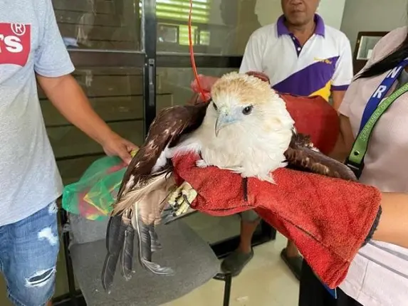 DENR ya pone bajo rehabilitacion con un juvenil Brahminy Kite