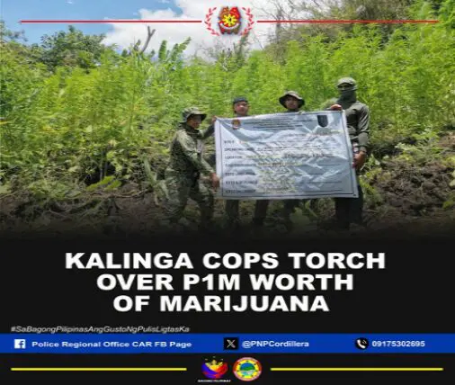 Over P1M worth of Marijuana eradicate in Kalinga