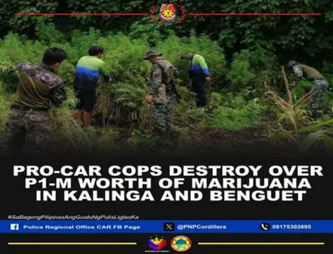 PRO-CAR destroys P1M worth of marijuana