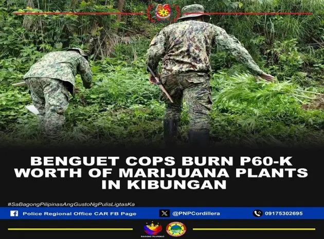 Pulis nanunog ng P60-K pisong halaga ng tanim na marijuana sa Kibungan, Benguet