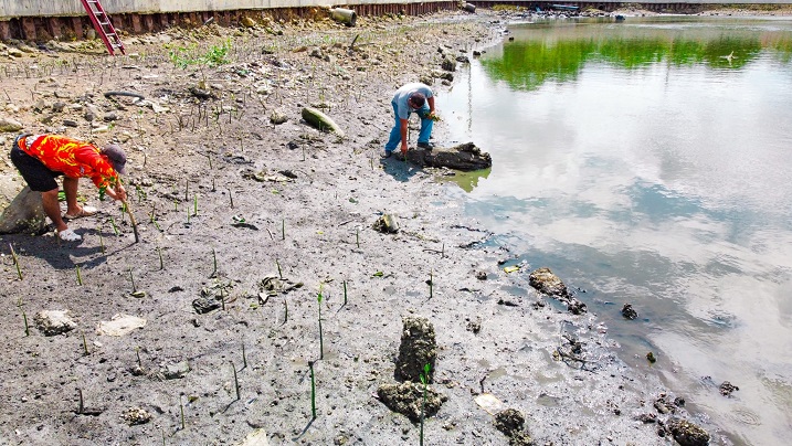 Cebu City Environment and Natural Resources Office nipasiugda og tree planting sa mga mangrove na dul-an 10,000 ka punuan